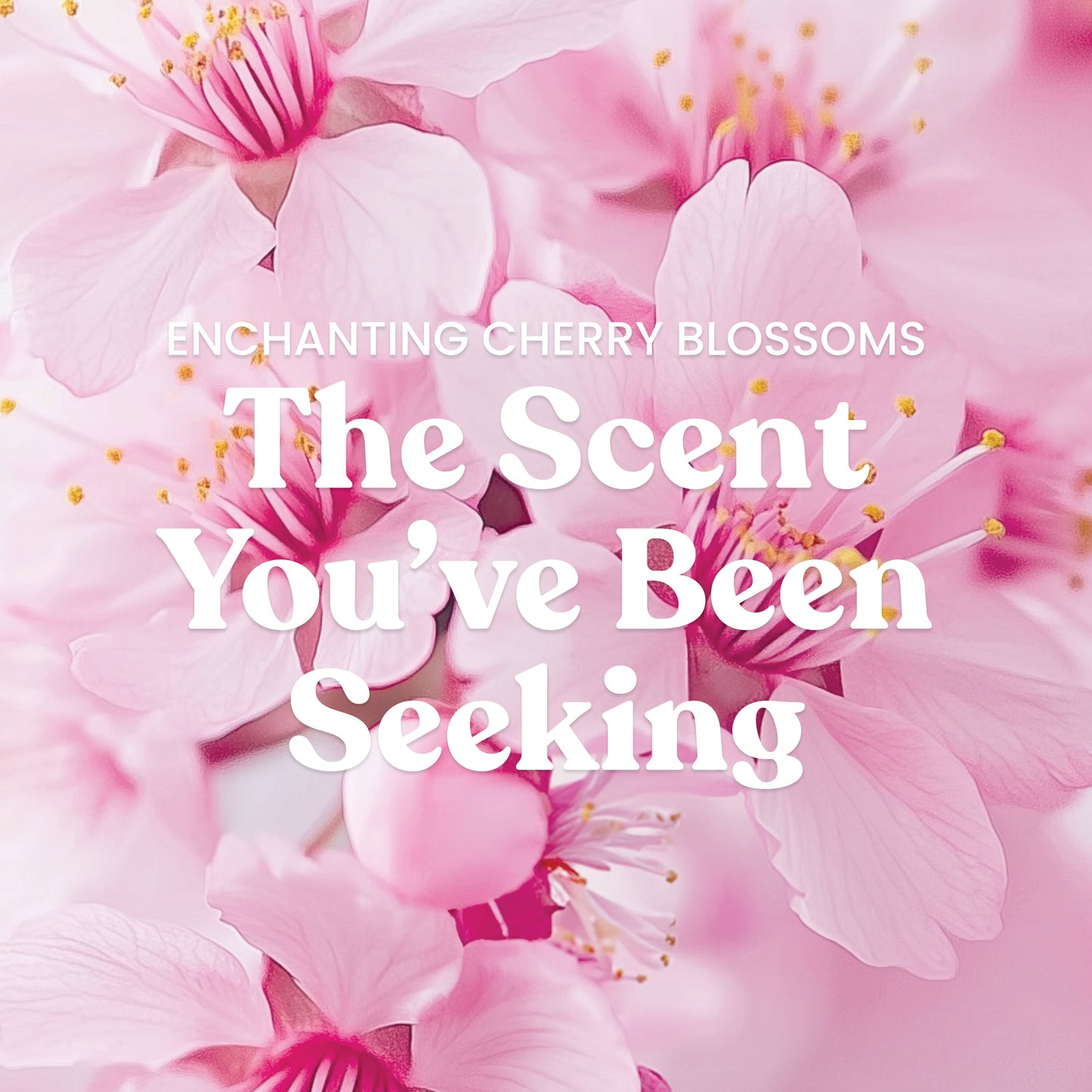 Enchanting Cherry Blossoms